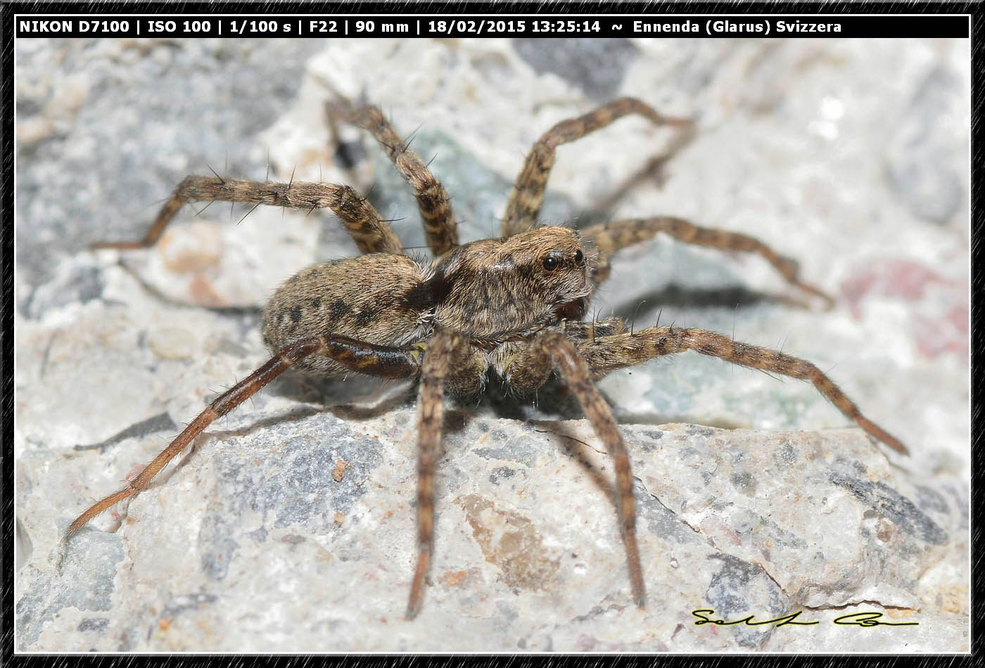 Lycosidae - Ennenda (Glarus), Svizzera